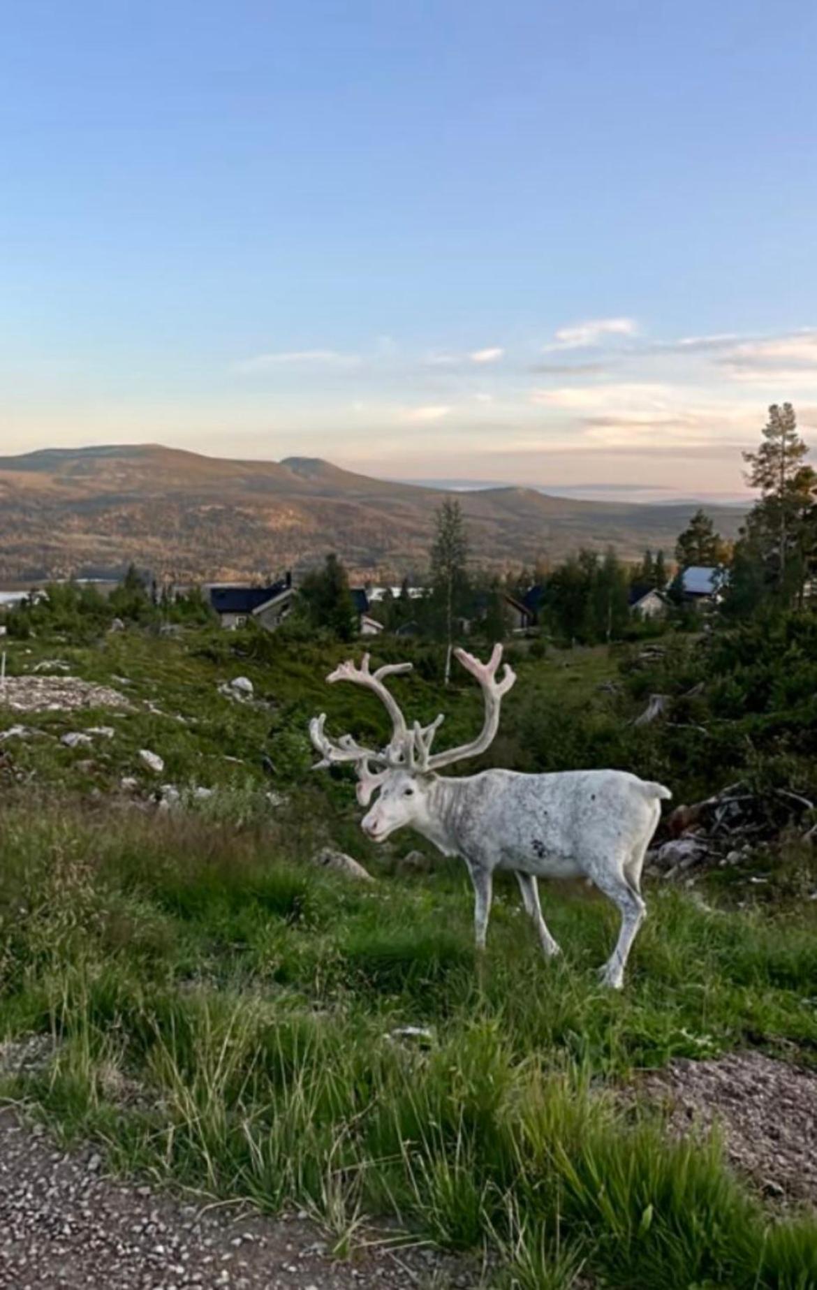1125 Fjällstugan Lofsdalen Exteriör bild