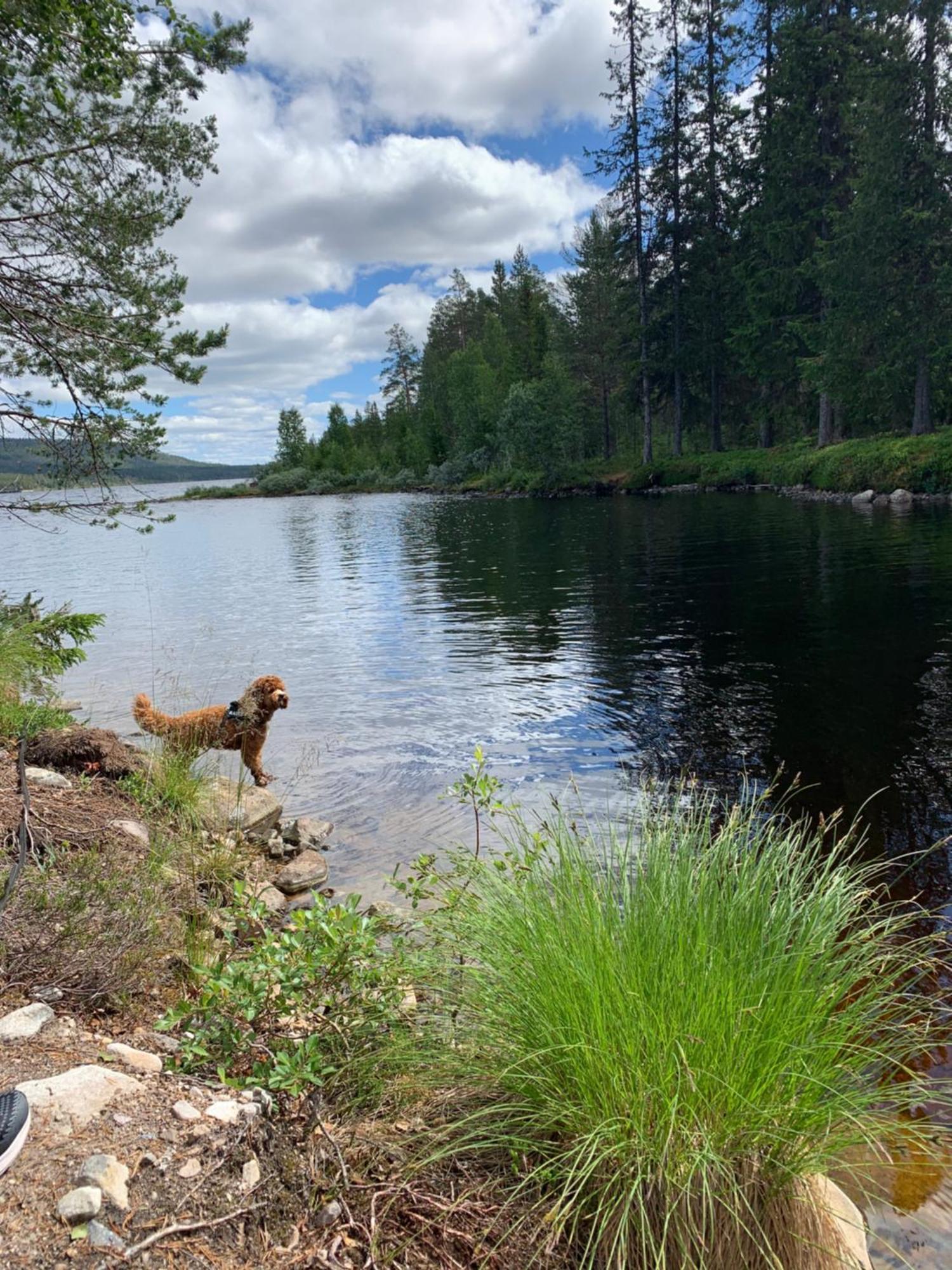 1125 Fjällstugan Lofsdalen Exteriör bild