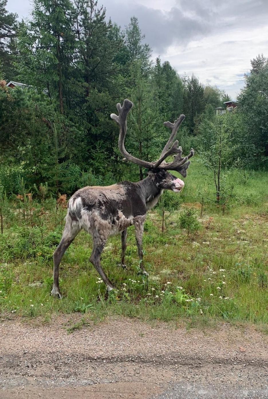 1125 Fjällstugan Lofsdalen Exteriör bild